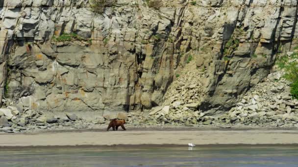 Alaskan Grizzly Beer in wildernis — Stockvideo