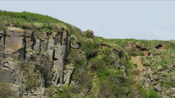 Αλάσκα Grizzly Bear στην ερημιά — Αρχείο Βίντεο