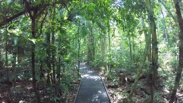 Caminar en el paseo marítimo a través de árboles forestales — Vídeos de Stock