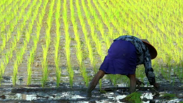 농장 노동자 심기 곡물 작물 — 비디오