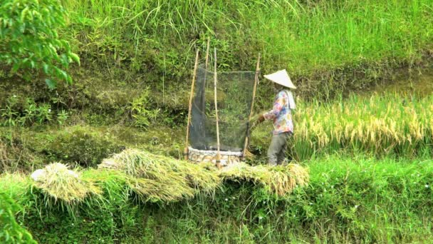 Farm worker thrashing ark av ris — Stockvideo