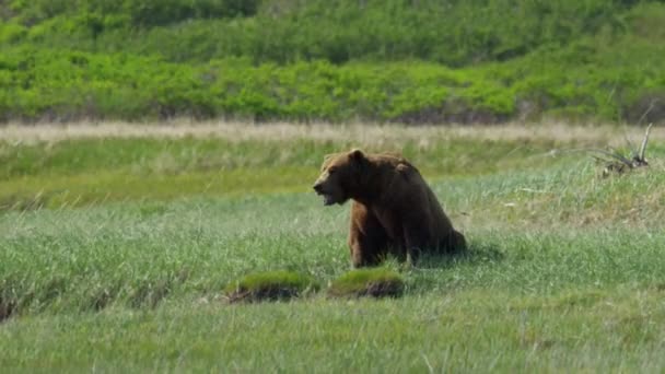 荒野のハイイログマmedvěd grizzly v divočině — ストック動画