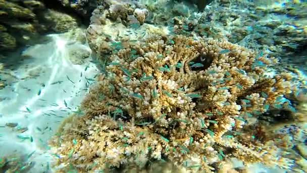 Fische schwimmen im Korallenriff — Stockvideo