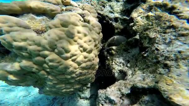 Korálový útes rostliny v podmořské — Stock video