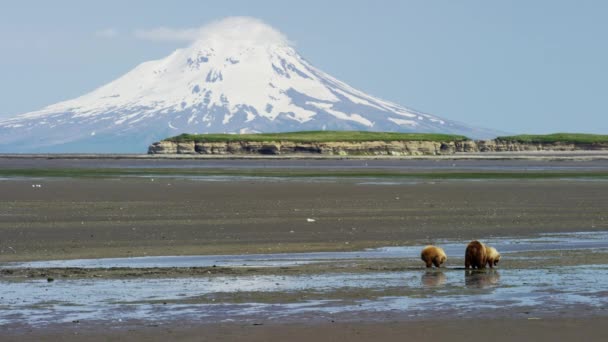 Beer en welpen met Mt Redoubt vulkaan — Stockvideo