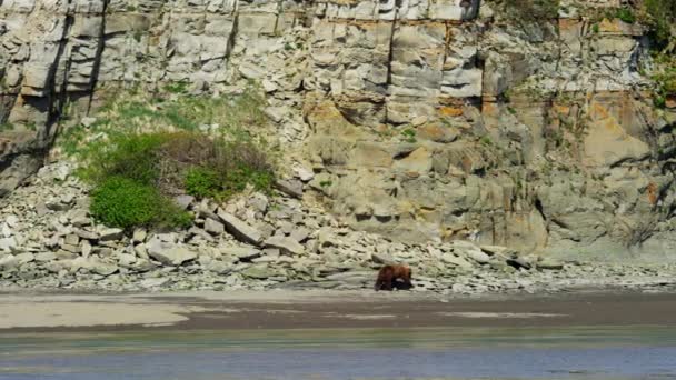 在荒野中阿拉斯加灰熊 — 图库视频影像