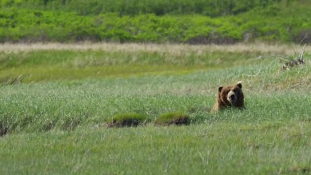 灰熊在荒野中 — 图库视频影像