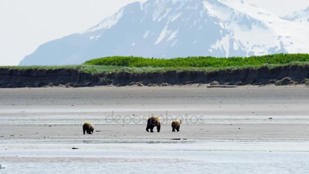 Cachorros con madre oso en Alaska — Vídeos de Stock