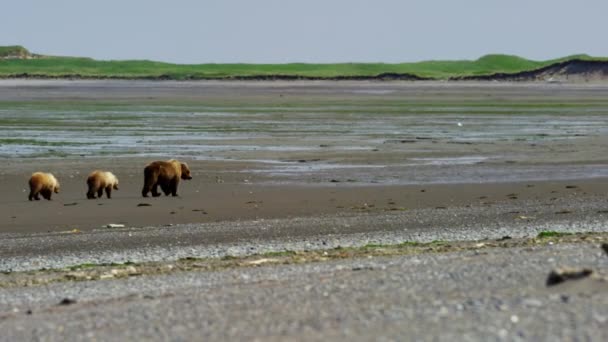 Filhotes com mãe urso no Alasca — Vídeo de Stock