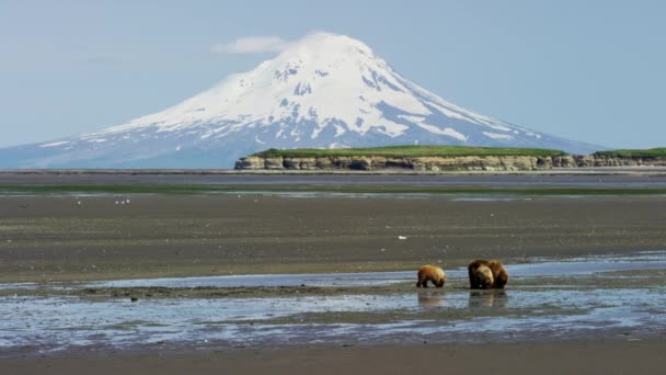 Urso e filhotes com vulcão Mt Redoubt — Vídeo de Stock