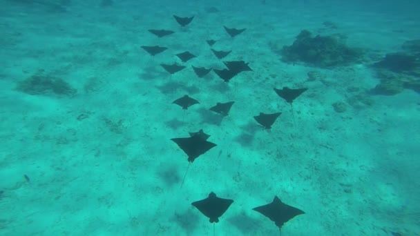 Águila Sting Rayos nadando en el océano — Vídeo de stock