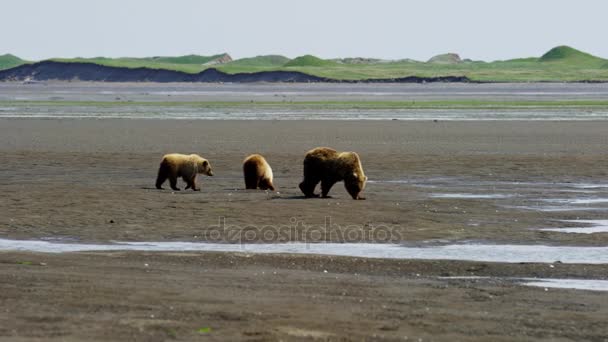 Welpen met moeder beer op Alaska — Stockvideo