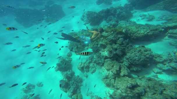 Plongée parmi les poissons tropicaux — Video