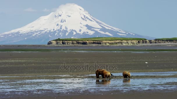 Urso e filhotes com vulcão Mt Redoubt — Vídeo de Stock