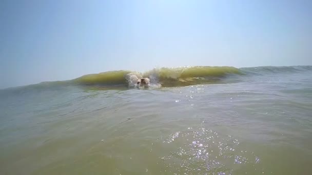 Mann genießt Surfen auf der Welle — Stockvideo