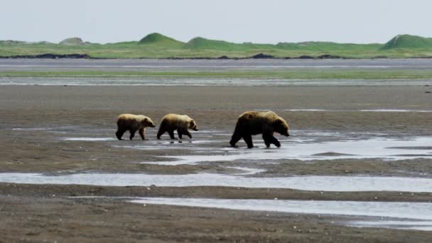 Cubs with mother Bear on Alaska — Stock Video