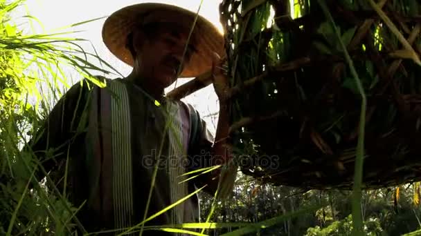 Landwirt mit Reisernte in Körben — Stockvideo