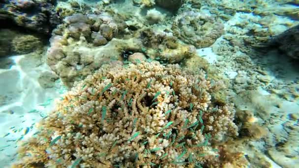 Тропический коралловый риф в прозрачном океане — стоковое видео