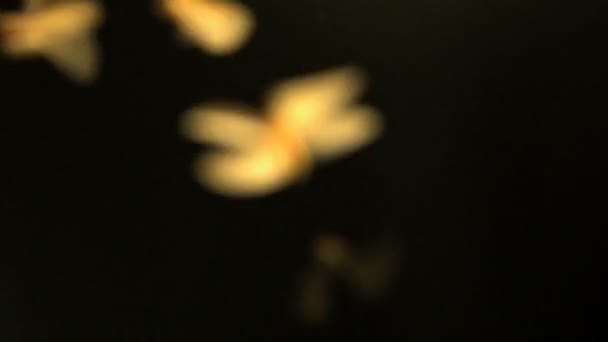 Firefly swarm with illuminated wings — Stock Video