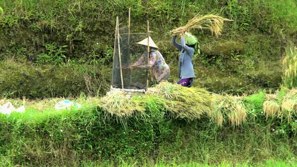 Farm workers thrashing sheets of rice — Stock Video