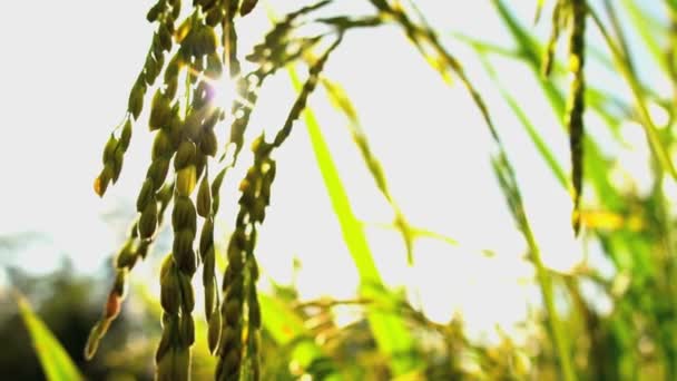 Gavilla de arroz para la cosecha — Vídeo de stock