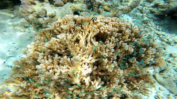 Pesci che nuotano nella barriera corallina — Video Stock