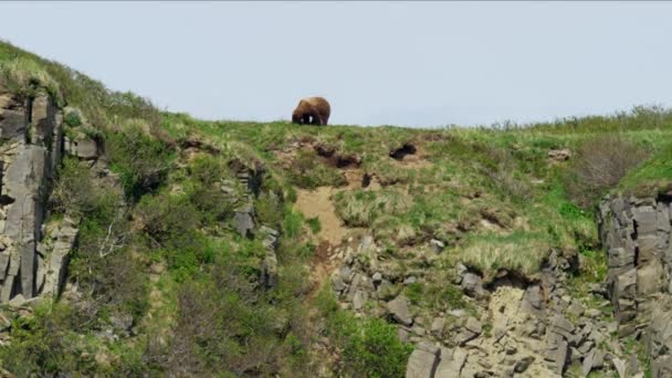 Alaska boz ayı içinde ekilmemiş boş arazi — Stok video