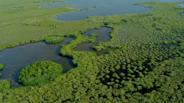 Florida nationalparken Everglades — Stockvideo