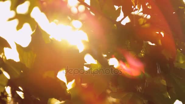 Napfény besütött a fák között, a leveleket — Stock videók