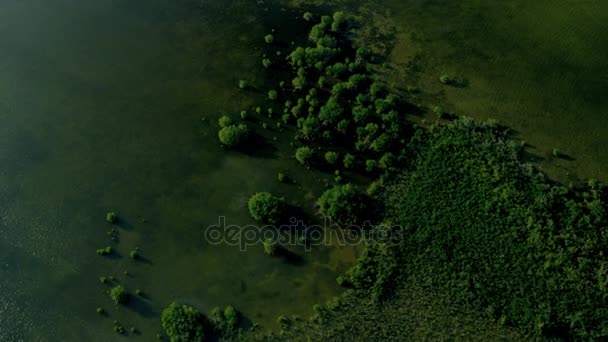 Zonas húmidas cobertas por uma rica vegetação fértil — Vídeo de Stock