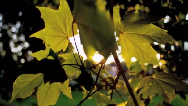 Árbol de hoja de arce canadiense colorido — Vídeo de stock