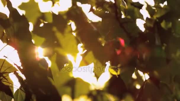 Hojas de arce soplando a la luz del sol de otoño — Vídeo de stock