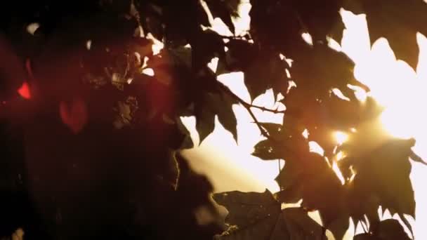 Кленовые листья дуют осенью на солнце — стоковое видео