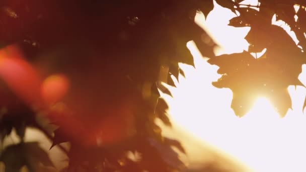 Luz del sol brillando entre las hojas — Vídeo de stock