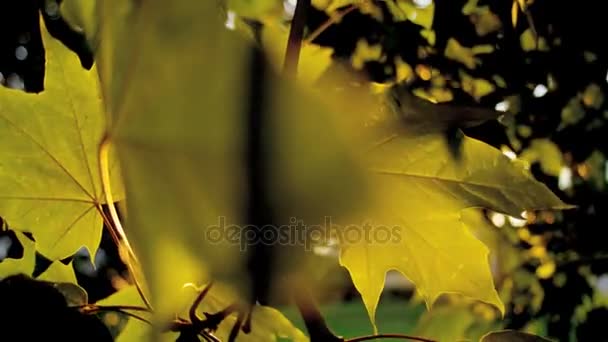 Sunlight shining between the leaves — стоковое видео