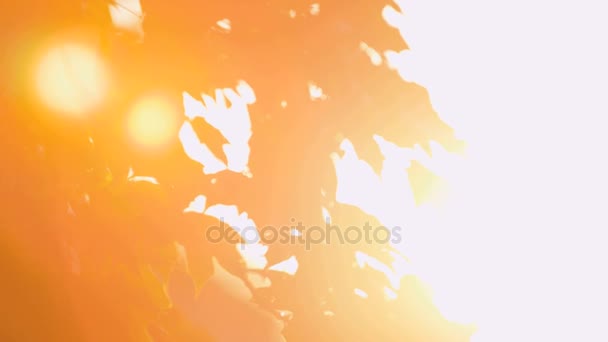 Hojas de arce soplando a la luz del sol de otoño — Vídeo de stock