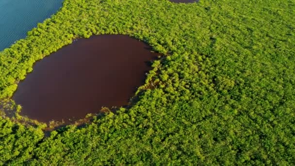 Eaux dans les fourrés de mangroves — Video