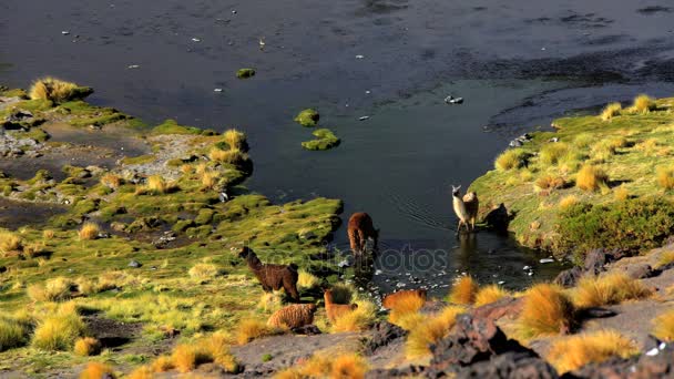 Llamas en la Reserva Nacional Eduardo Avaroa — Vídeos de Stock