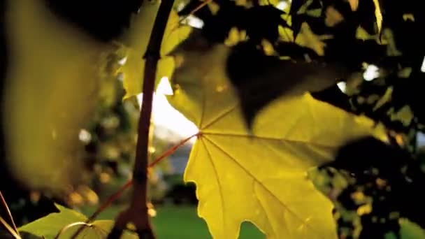Барвисті канадського кленового листя дерева — стокове відео