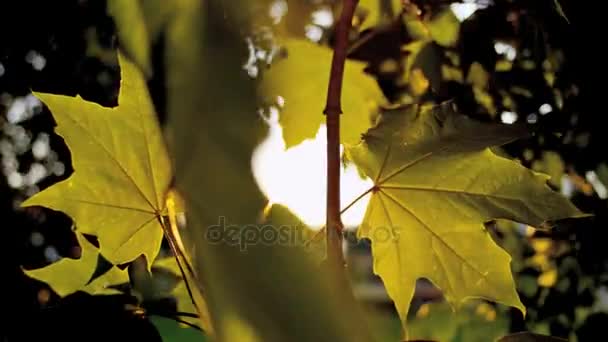 Maple leaves blowing in the autumn sunlight Video Clip