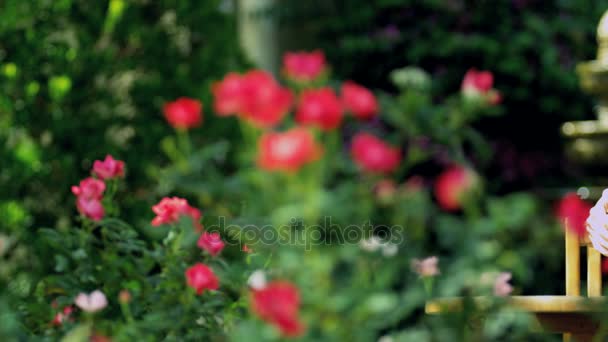 Pareja disfrutando de tiempo en el jardín — Vídeos de Stock