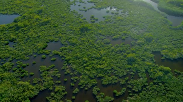 Parque Nacional Everglades — Vídeo de stock