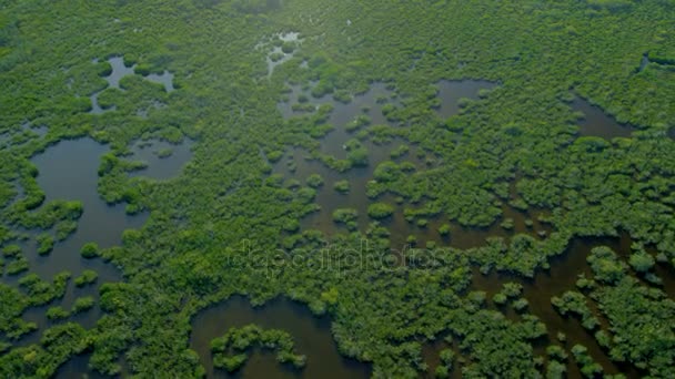 Národní park Everglades na Floridě — Stock video