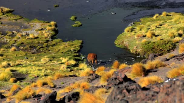 Боливийский лама в Национальном заповеднике Эдуардо Авароа — стоковое видео