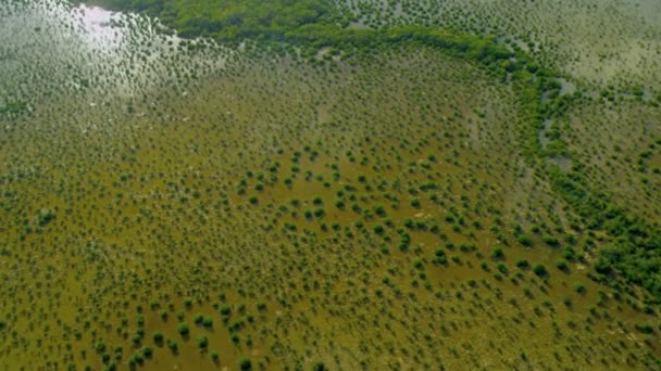 Florida Everglades Ulusal Parkı — Stok video