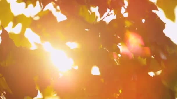 La lumière du soleil brille entre les feuilles — Video