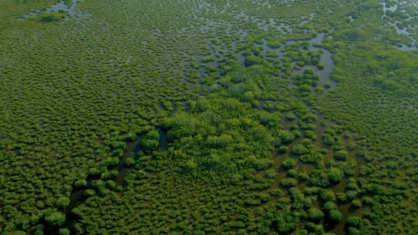 Moerassen van de Everglades National Park — Stockvideo