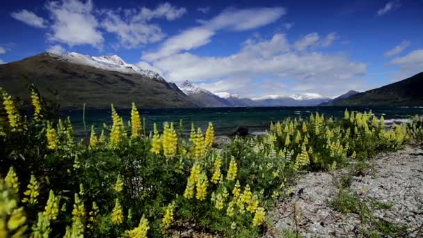 Vista litorânea através de flores silvestres pelo Lago Wakatipu — Vídeo de Stock