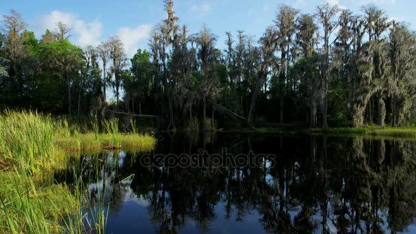Rybník a les na Floridě — Stock video