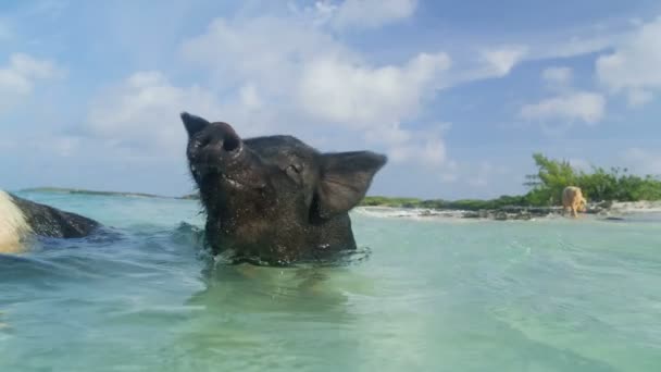 カリブ海のビーチで食料を探し澄んだ青い海と楽しいスイミングを豚無人の大きな大きなケイ バハマ — ストック動画